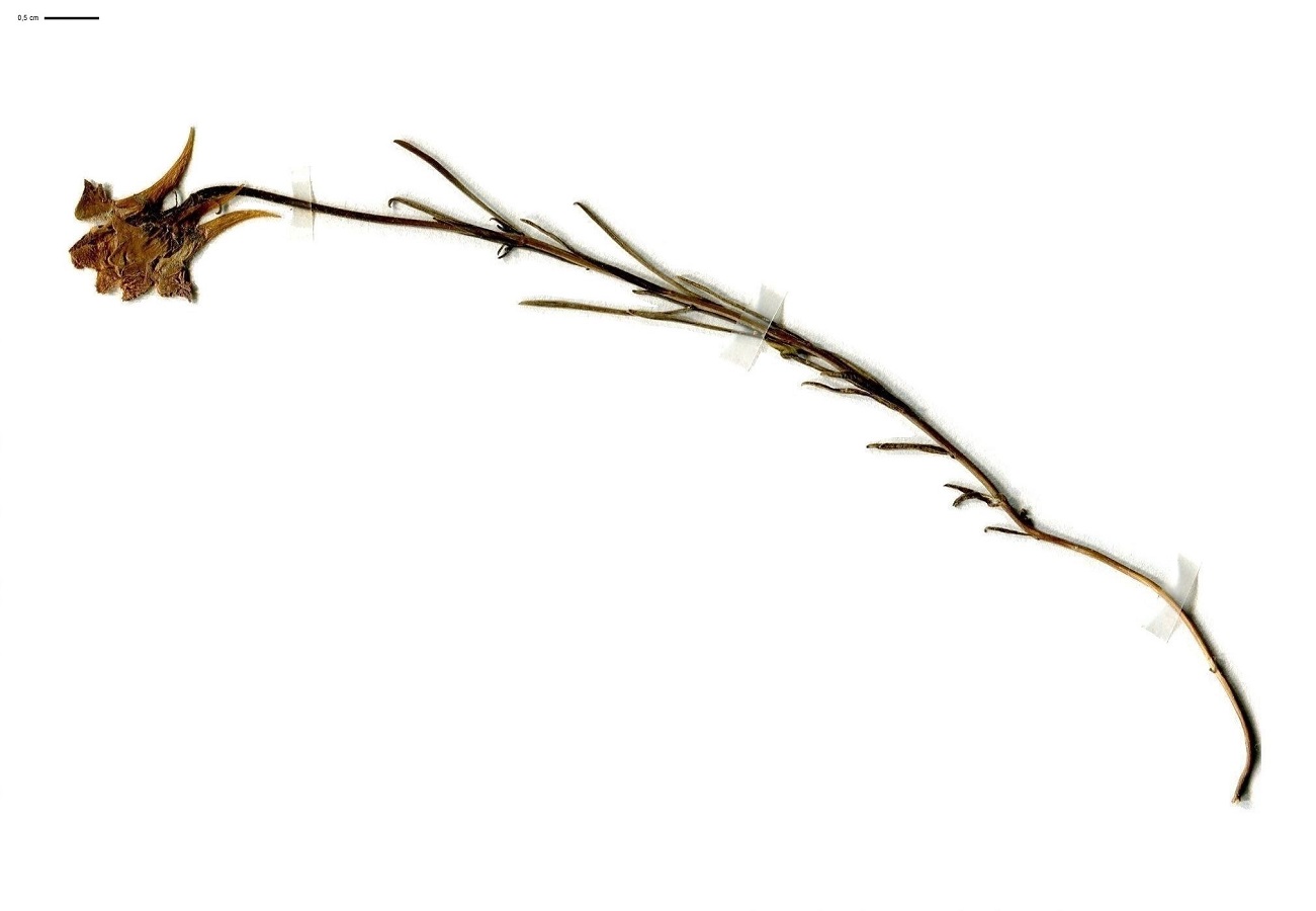 Linaria supina (Plantaginaceae)